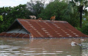 flood-myanmar-dogs